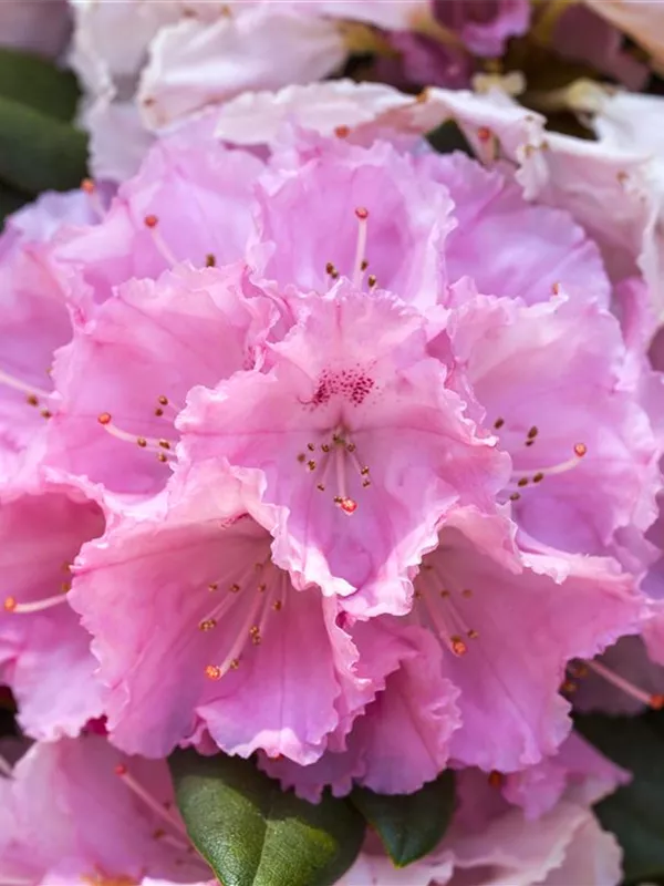 Yakushima-Rhododendron