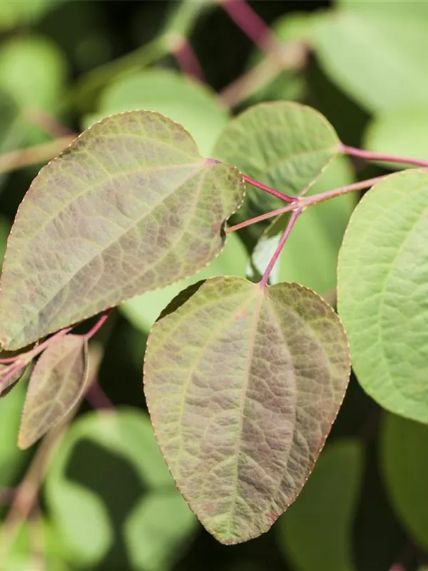 Spiraea japonica 'Zigeunerblut', Sommerspiere 'Zigeunerblut' Ralf und