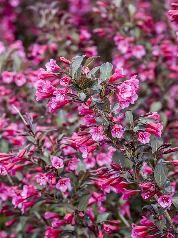 Weigela florida, Rosa Weigelie Ralf und Bernd Fischer GbR