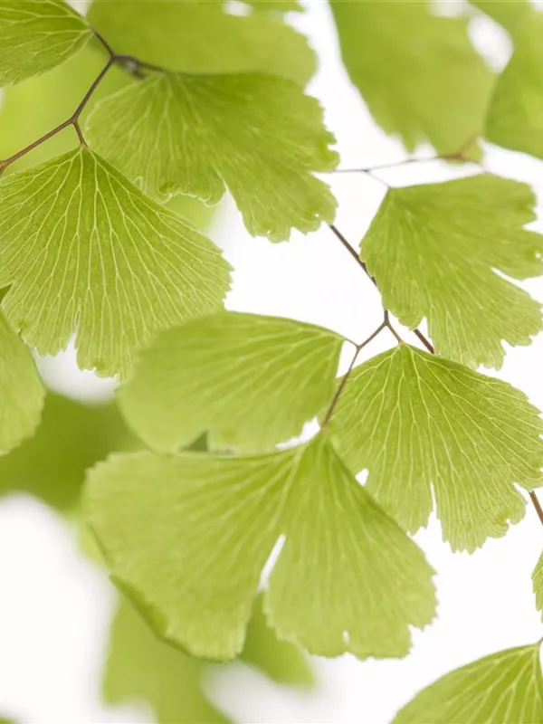 Adiantum raddianum, Frauenhaarfarn Ralf und Bernd Fischer GbR