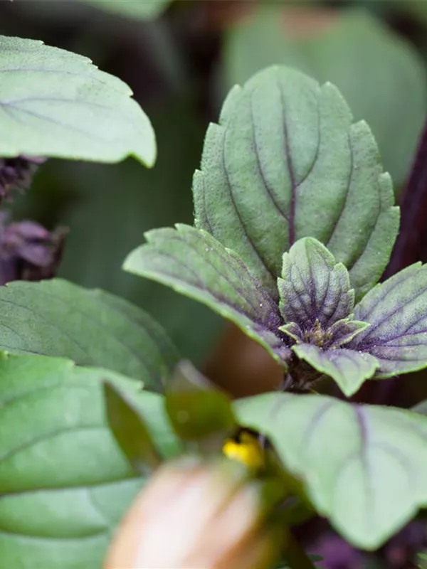 Ocimum kilimandscharicum 'African Blue', Basilikum Ralf und Bernd