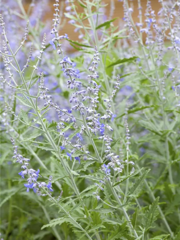 Blauraute 'Lacey Blue'®