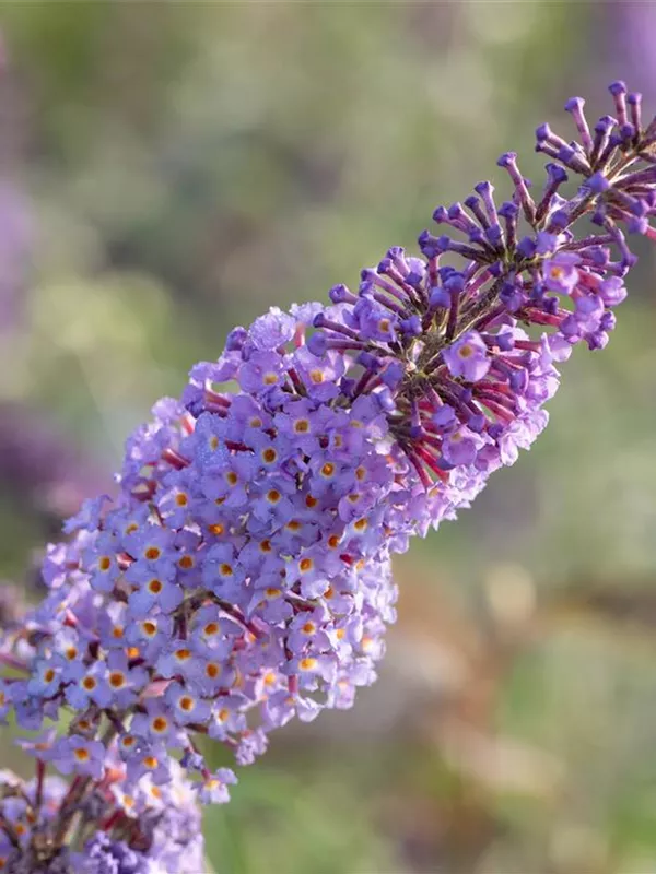 Sommerflieder 'Dart´s Papillon Blue'