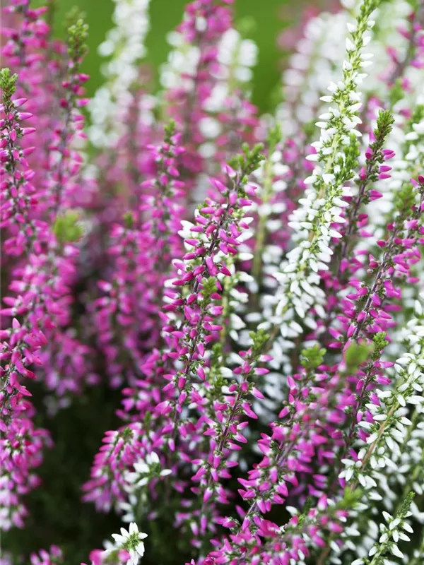 Winterharte Knospenheide Twingirls®