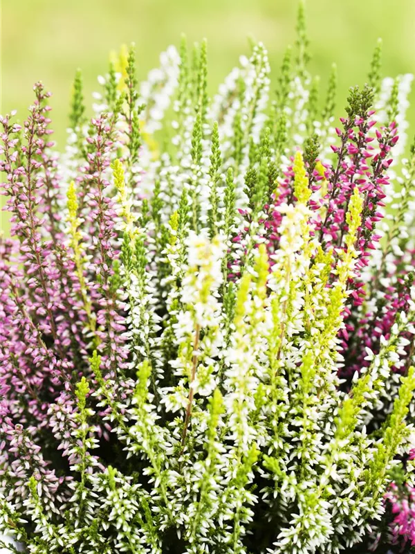 Winterharte Knospenheide Quattro-Girls®