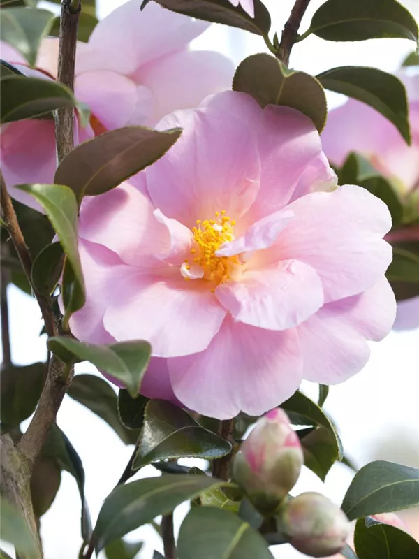 Kamelie 'Betty Sette'
